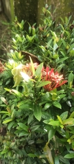 Ixora coccinea