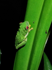 Agalychnis callidryas