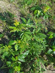 Rosa nitida