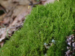 Dicranum pallidisetum