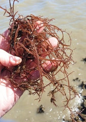 Gracilaria