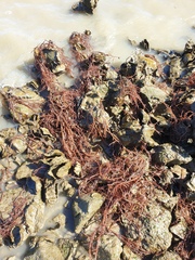 Gracilaria