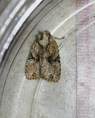 Oligia modica