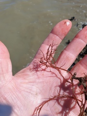 Gracilaria