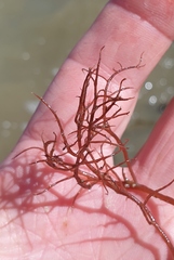 Gracilaria