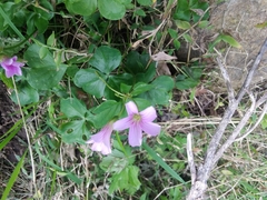 Oxalis debilis