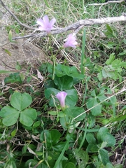Oxalis debilis