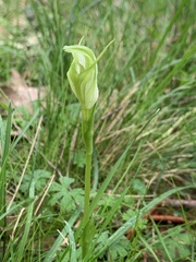 Pterostylis alpina