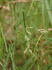 Poa annua