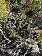Senecio lycopodioides