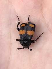 Nicrophorus