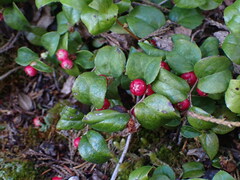 Gaultheria