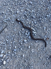 Sistrurus miliarius streckeri