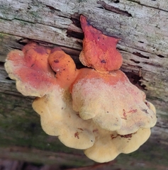 Laetiporus cincinnatus