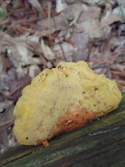 Laetiporus cincinnatus