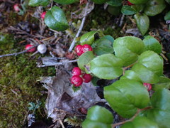 Gaultheria