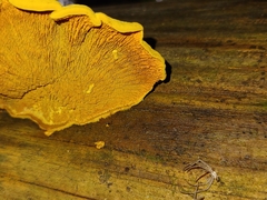 Laetiporus cincinnatus