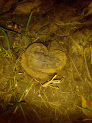 Ganoderma polychromum
