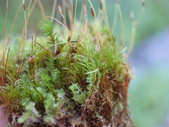 Ditrichum heteromallum