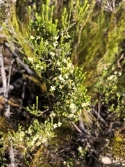 Lachnaea axillaris