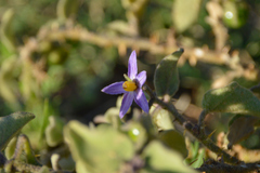 Solanum tomentosum