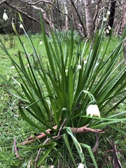 Leucojum aestivum