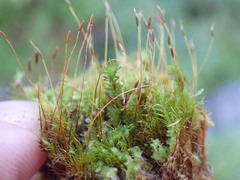 Ditrichum heteromallum