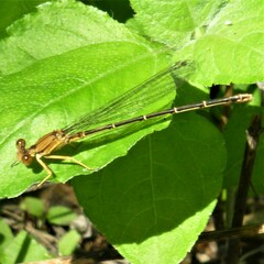 Argia apicalis