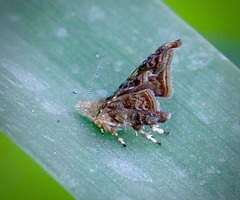Choreutis emplecta