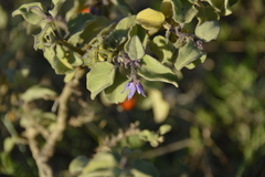 Solanum tomentosum