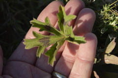 Pelargonium alchemilloides