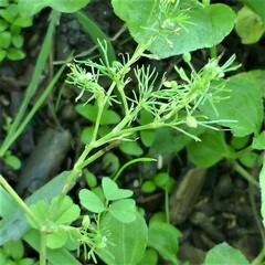 Cyclospermum leptophyllum