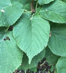 Tilia platyphyllos