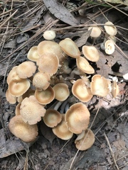 Desarmillaria caespitosa image