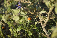 Solanum tomentosum