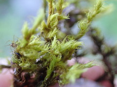 Racomitrium macounii