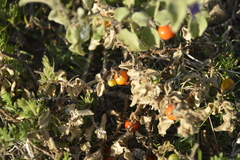 Solanum tomentosum