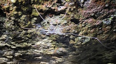 Paraphrynus laevifrons