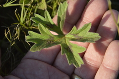 Pelargonium alchemilloides