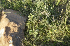 Pelargonium alchemilloides