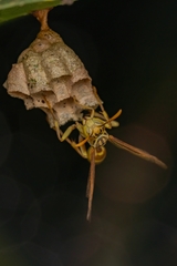 Mischocyttarus