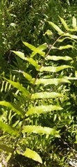 Nephrolepis biserrata