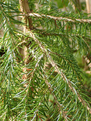 Picea sitchensis