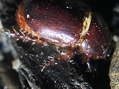 Dynastinae
