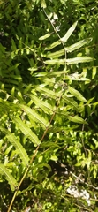 Nephrolepis biserrata