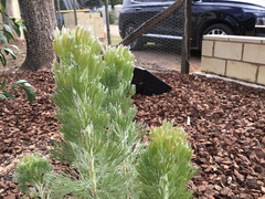 Adenanthos sericeus