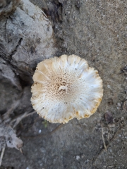 Lentinus tigrinus