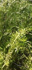 Nephrolepis biserrata