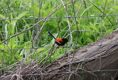 Malurus melanocephalus