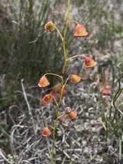 Drosera huegelii